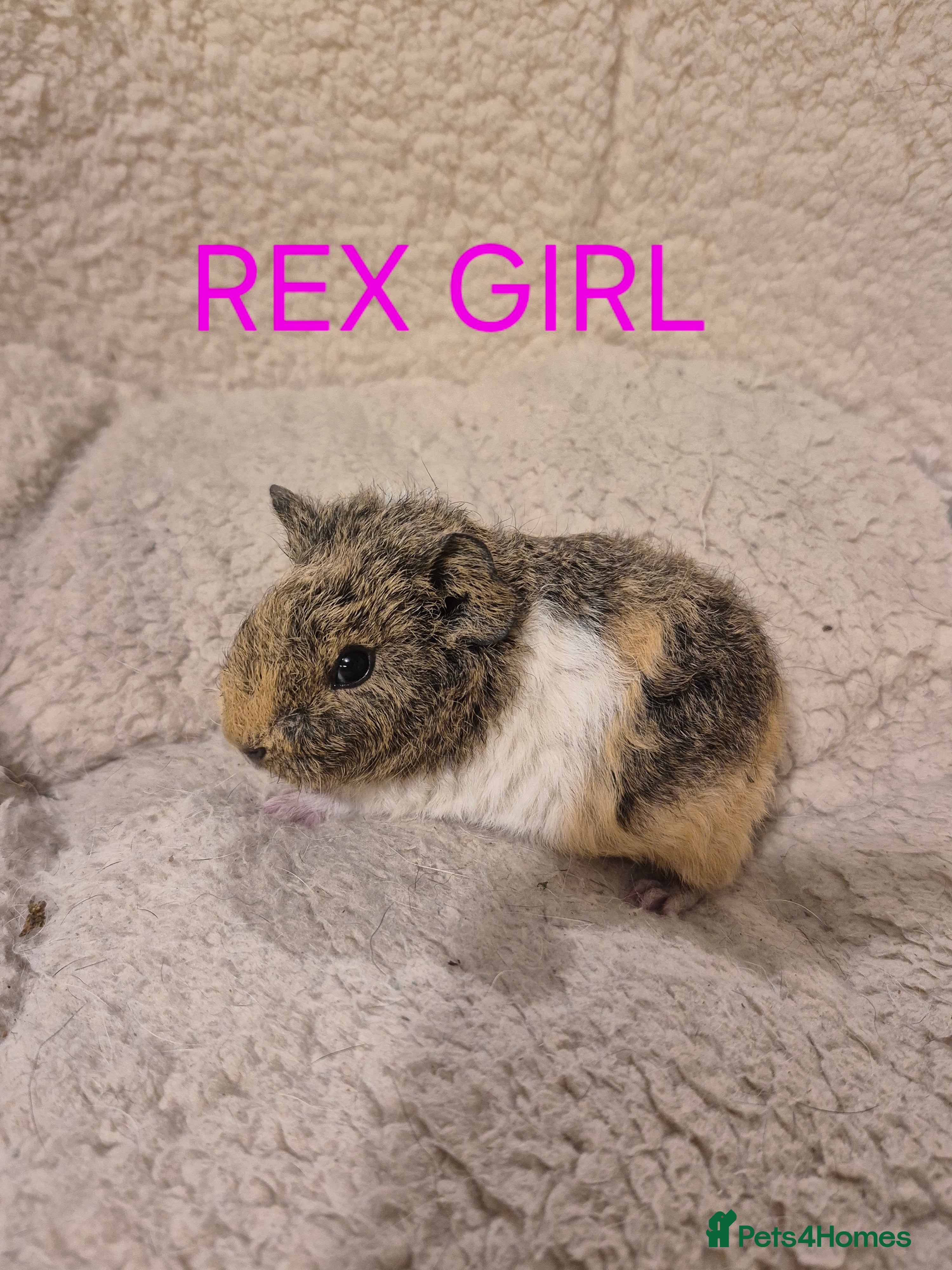 Guinea Pig rodents Sows and Boars available, can deliver x - Advert 2