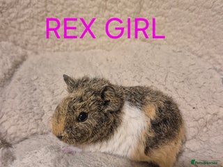 Guinea Pig rodents Sows and Boars available, can deliver x - Advert 3