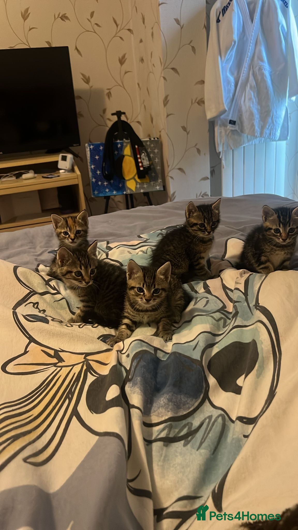 Mixed Breed cats 🐾 Adorable Kittens Looking for Loving Homes 🤍 - Advert 18