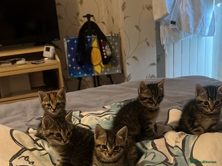 Mixed Breed cats - Advert 3