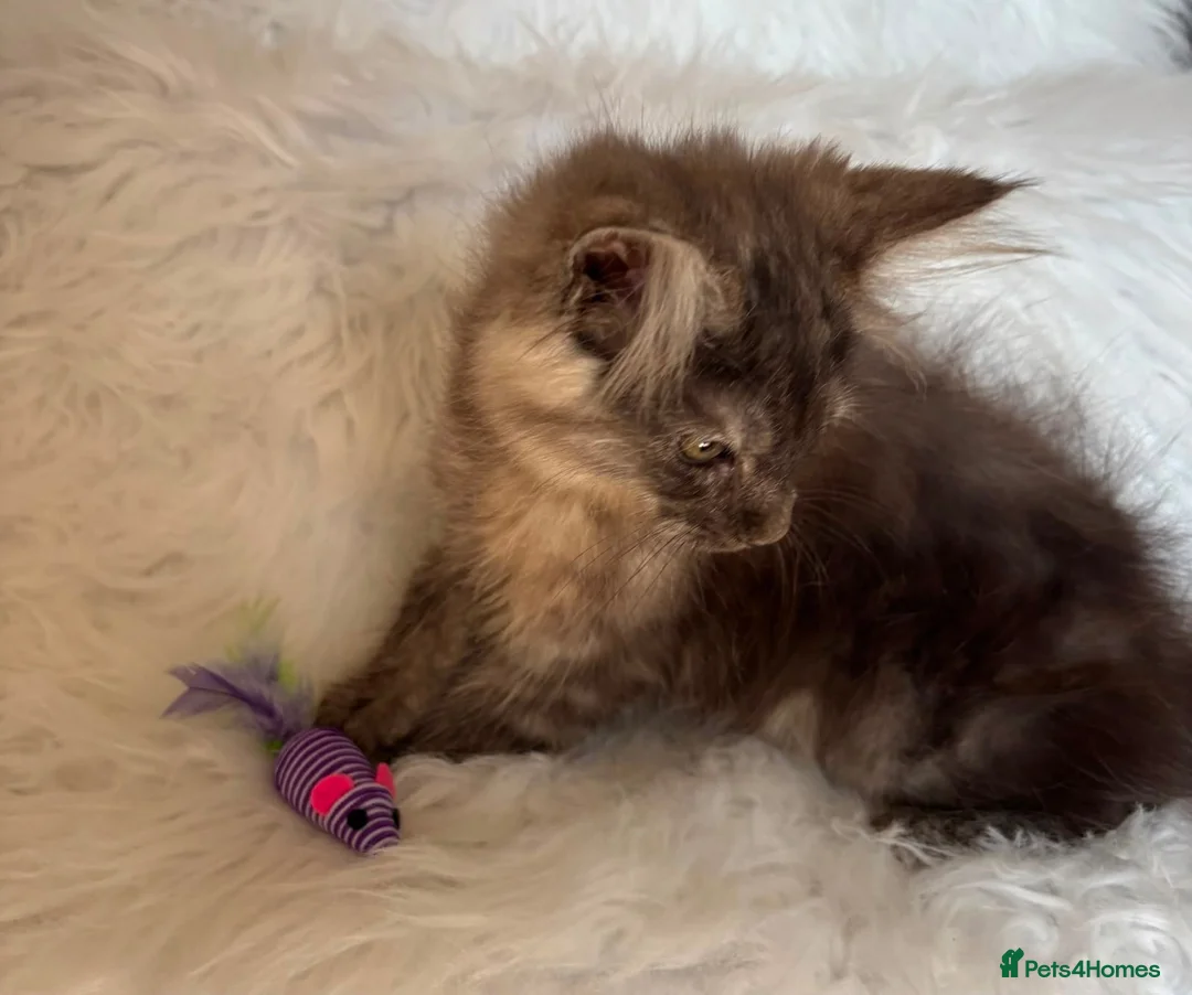 Maine Coon cats for sale: Maine coon kittens fluffy cuddly kittens - Advert 40