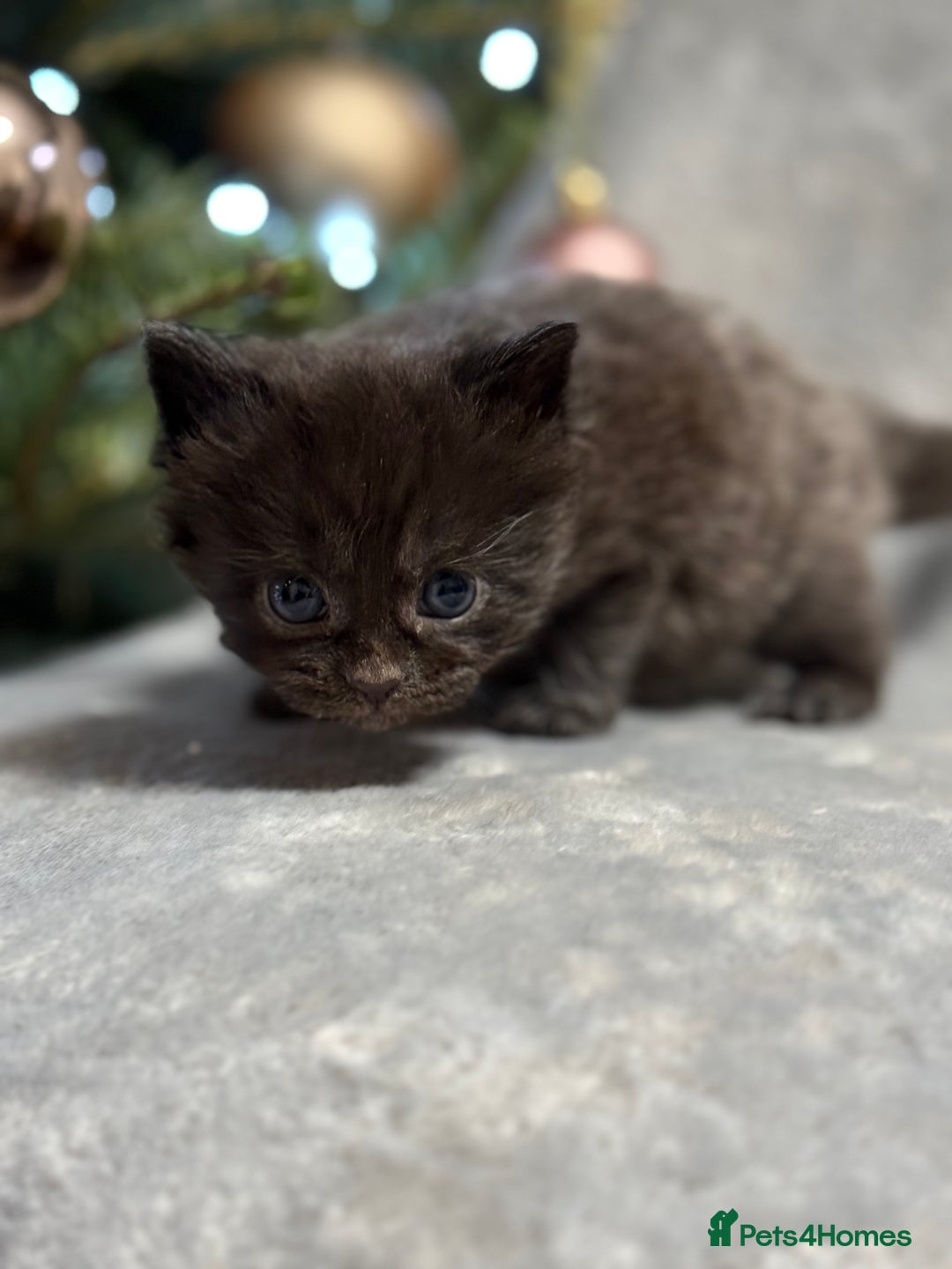 Maine Coon cats for sale: 5 adorable maine coon kittens - Advert 14