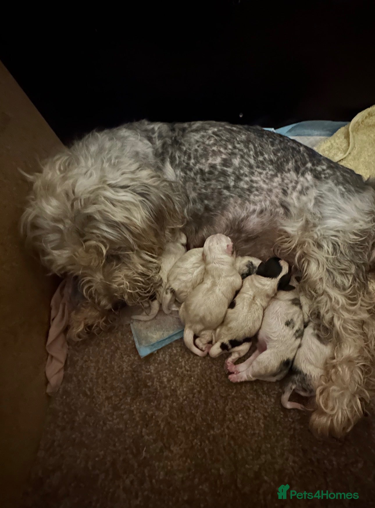 Mixed Breed dogs Sealyham terrier x Jack Russel pups  - Advert 6