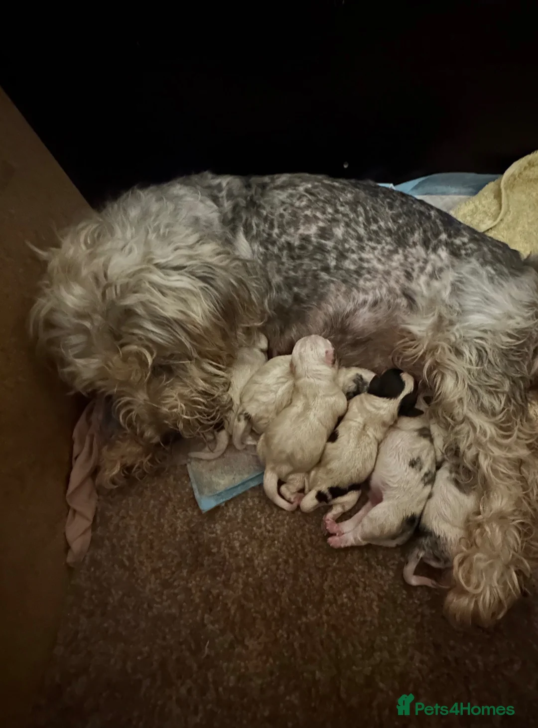 Mixed Breed dogs for sale: Sealyham terrier x Jack Russel pups  - Advert 1