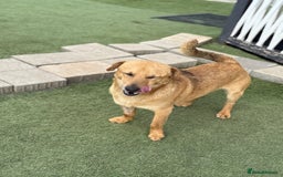 Mixed Breed dogs for adoption: Cute Jerry Needs Love  - Image 10
