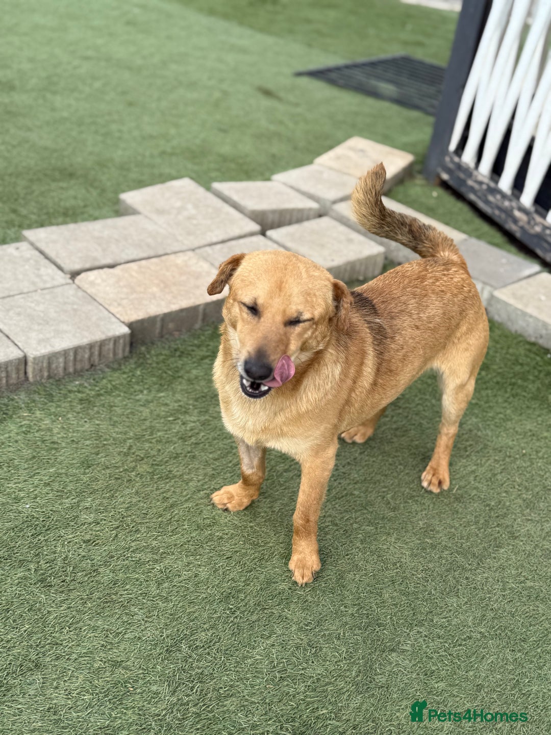 Mixed Breed dogs for adoption: Cute Jerry Needs Love  - Image 10