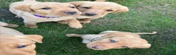 Labrador Retriever dogs for sale: KC registered Fox Red Labrador Puppies - Advert 8