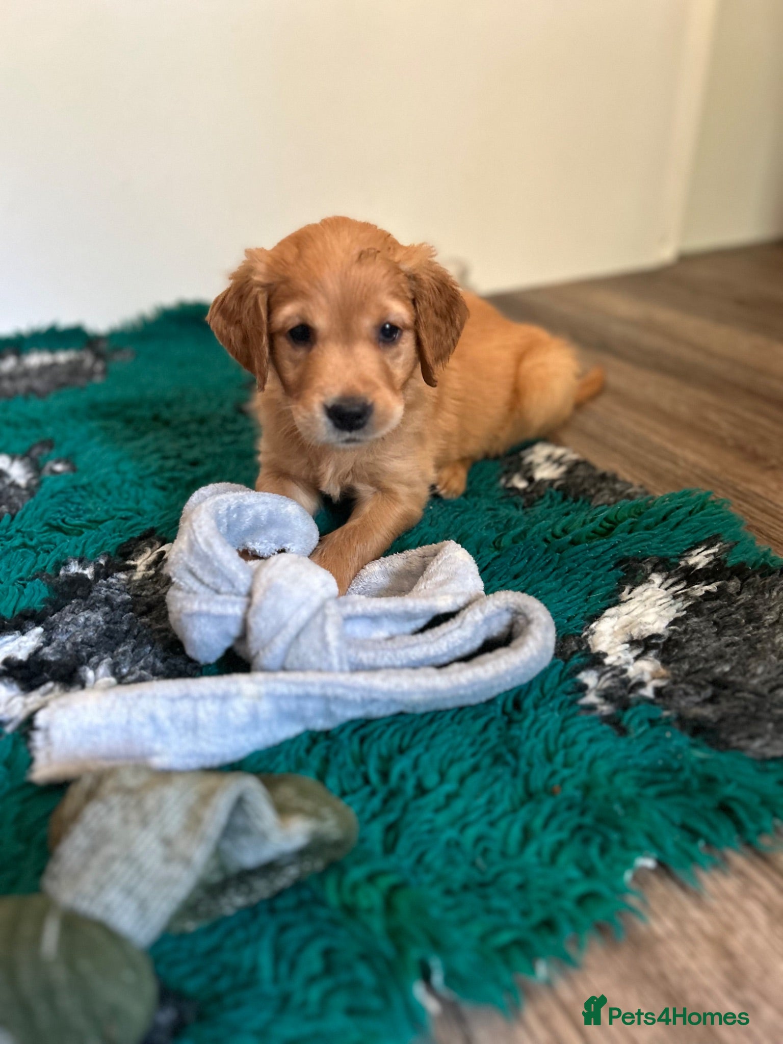 Golden Retriever dogs Beautiful litter of dark red golden retriever pups - Advert 2