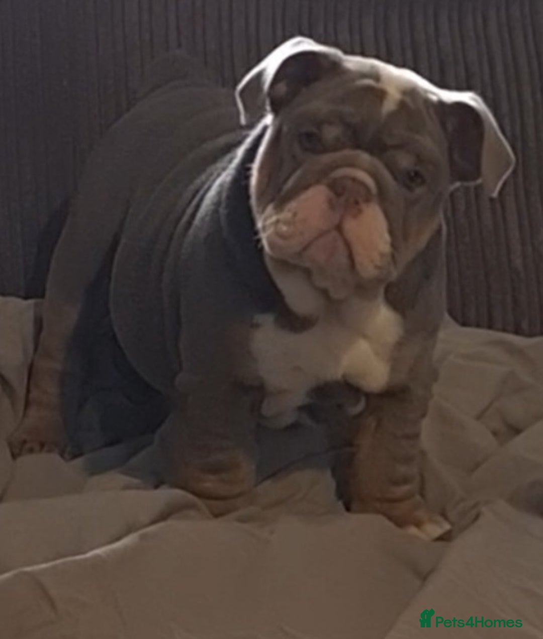 English Bulldog dogs for sale: Kc reg British bulldogs  - Image 20