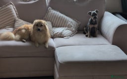 Mixed Breed dogs for sale: Lovely chilli, needs a new home 💔 - Image 9