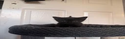 Domestic Shorthair cats for sale: 4 beautiful baby’s ready for there home - Advert 15
