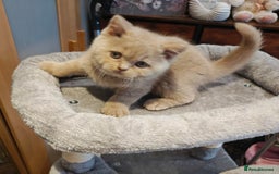 British Longhair cats for sale: Cinnamon bi colour longhair,fawn Shorthair  - Image 28