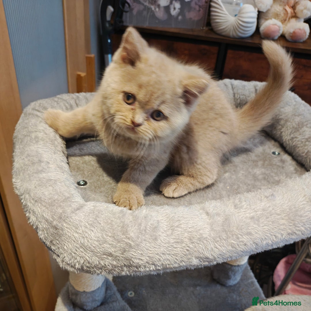 British Longhair cats for sale: Cinnamon bi colour longhair,fawn Shorthair  - Image 28