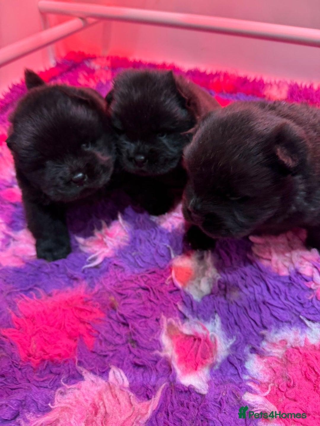 Chow Chow dogs for sale: 3 stunning black 🖤 baby Chow Chow’s - Advert 3