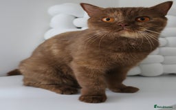 British Shorthair cats for sale: ❤️ Beautiful British Shorthair ❤️ - Image 29