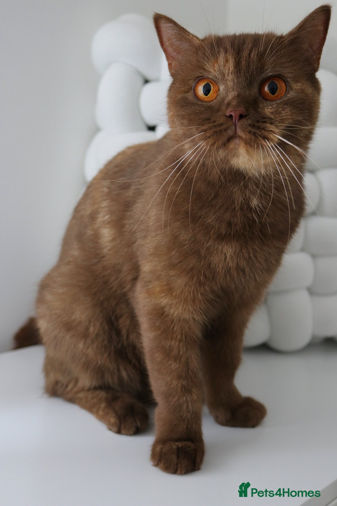 British Shorthair cats for sale: ❤️ Beautiful British Shorthair ❤️ - Image 29