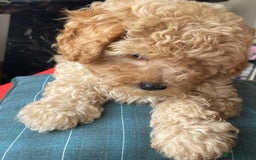 Shihpoo dogs for sale: Shihpoo puppies f1b - Image 7