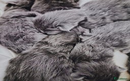 Maine Coon cats for sale: Blue Maine coon kittens  - Advert 3