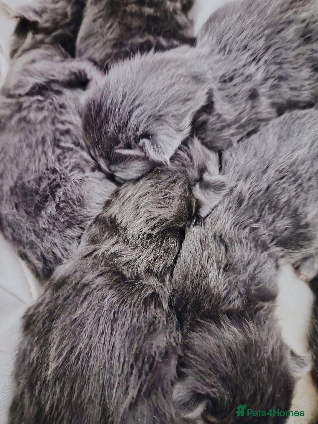 Maine Coon cats for sale: Blue Maine coon kittens  - Advert 3