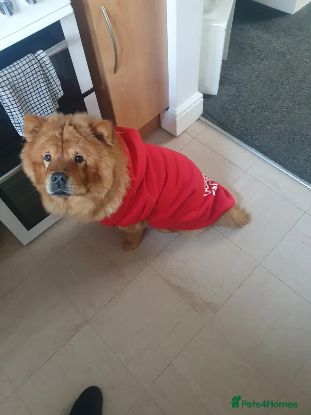 Chow Chow dogs for sale: Chow chow Luna - Advert 7