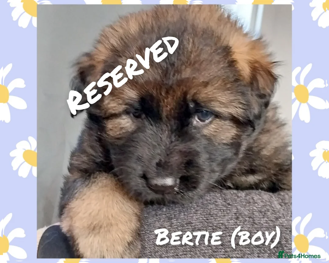 German Shepherd dogs for sale: Large German Shepherd Puppies - Advert 2