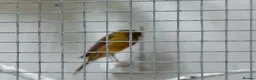 Canaries birds for sale: Yorkshire canaries for sale in Widnes - Advert 6