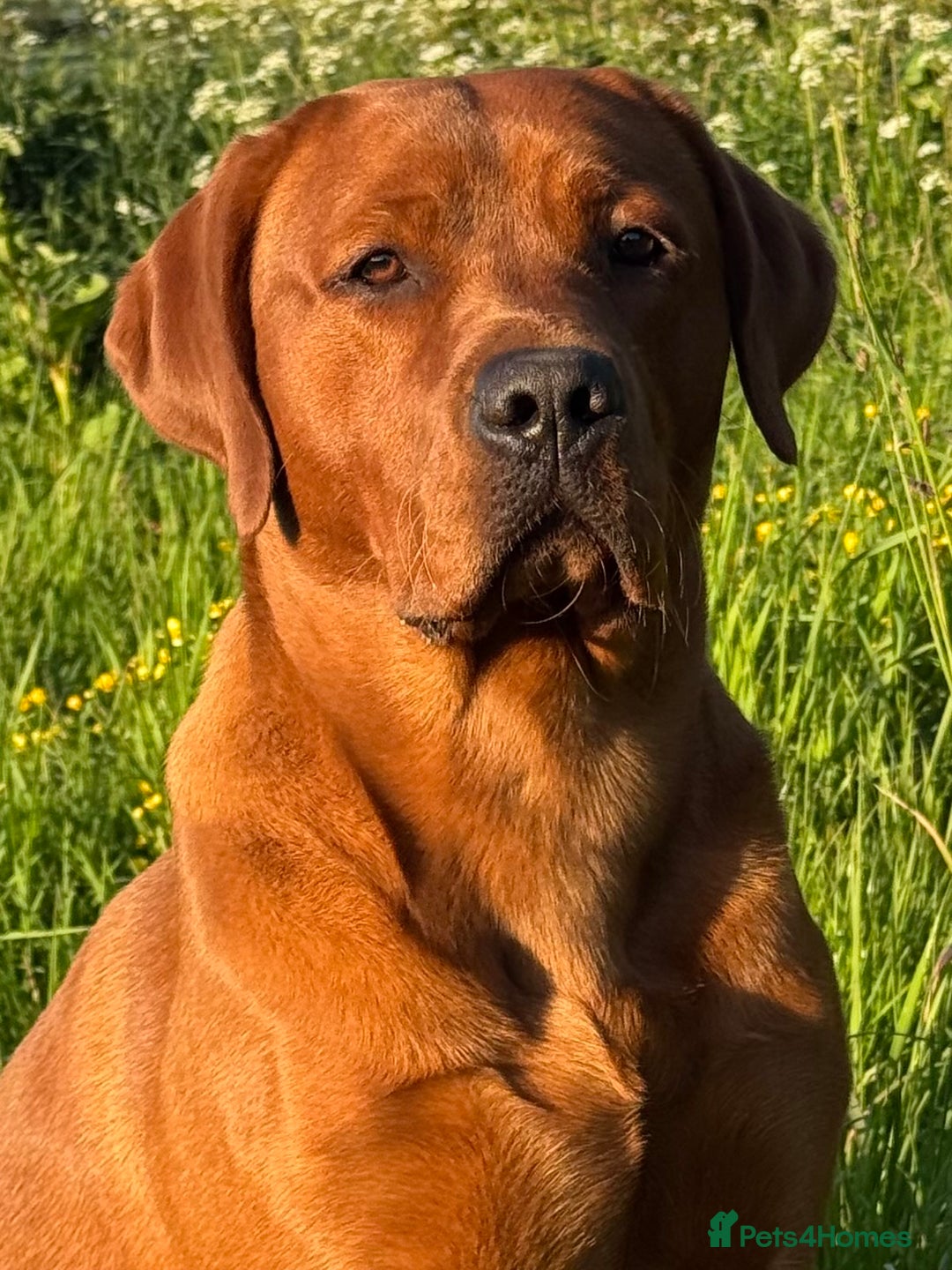 Labrador Retriever dogs for stud: Labrador Stud Sam with the perfect 0’s.  - Advert 1