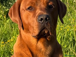 Labrador Retriever dogs Labrador Stud Sam with the perfect 0’s. - Advert 1