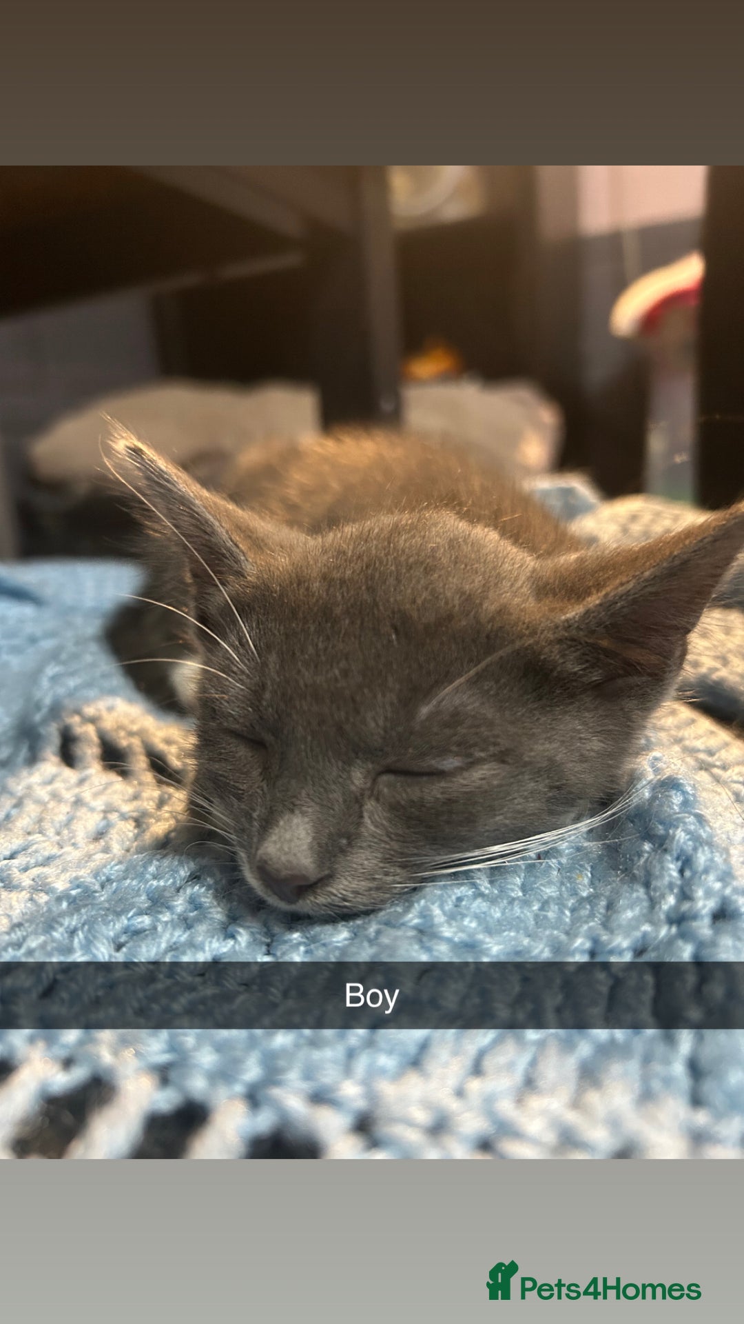 Mixed Breed cats for sale: 6 beautiful babies  - Image 2