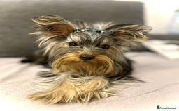 Yorkshire Terrier dogs for sale: Cute miniature Yorkshire terrier boys!  - Image 7