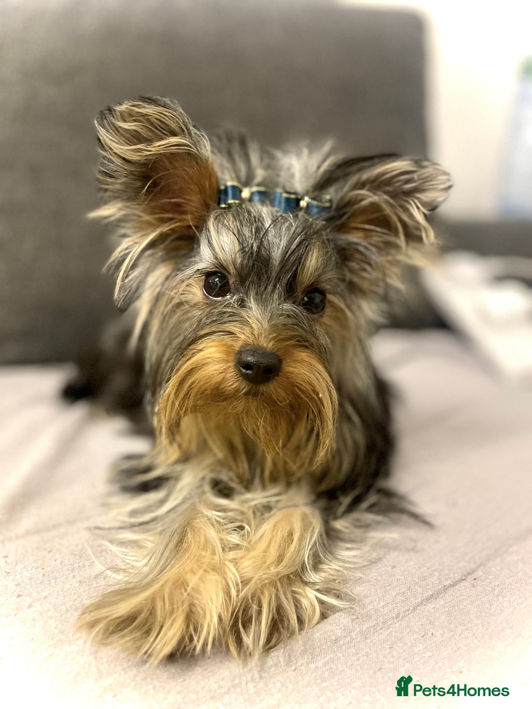 Yorkshire Terrier dogs for sale: Cute miniature Yorkshire terrier boys!  - Image 7