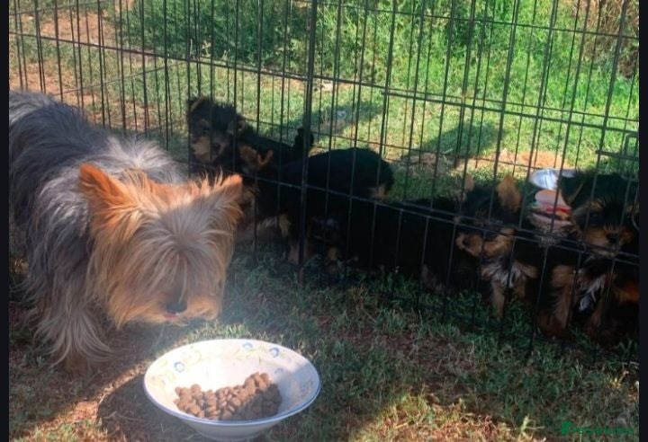 Yorkshire Terrier dogs Beautiful yorkshire terrier puppies - Advert 2