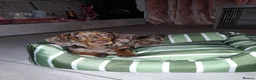 Miniature Dachshund dogs for sale: Rolo & isabella looking for there forever home  - Advert 10