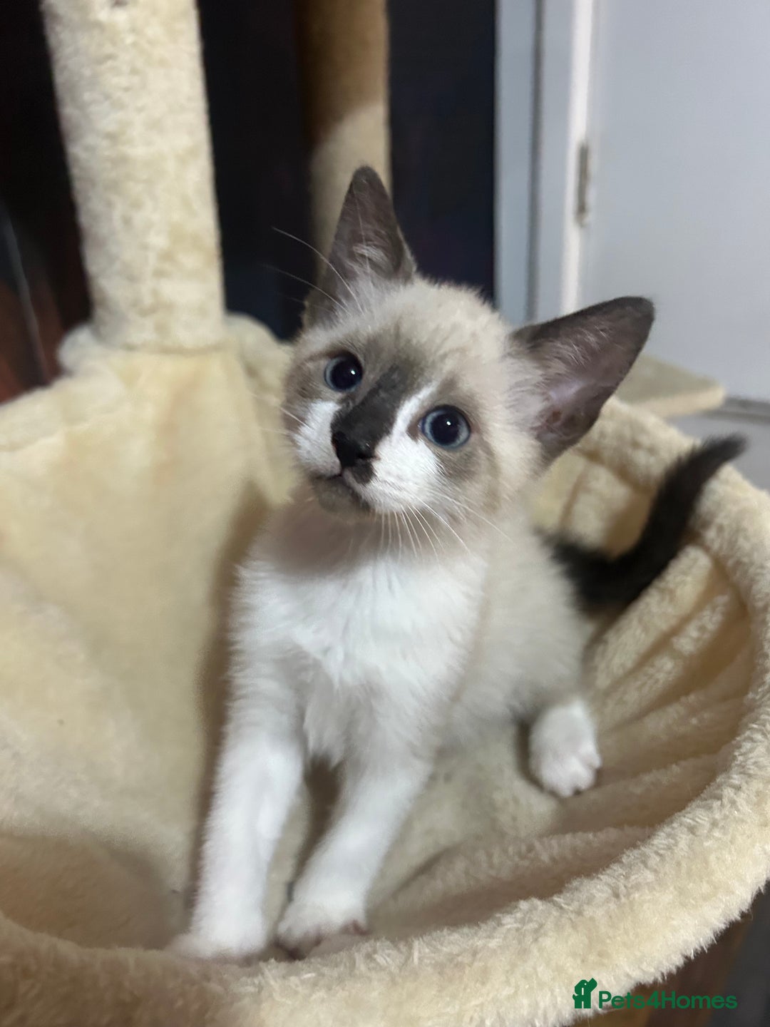 Snowshoe cats for sale: Three stunning snowshoe kittens  - Advert 9