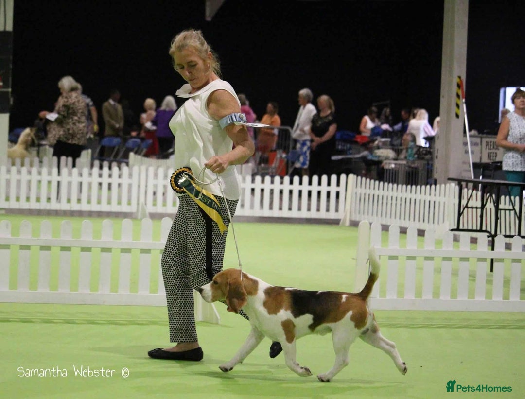 Beagle dogs for sale: BEAUTIFUL KC REG PUPPIES - Advert 2