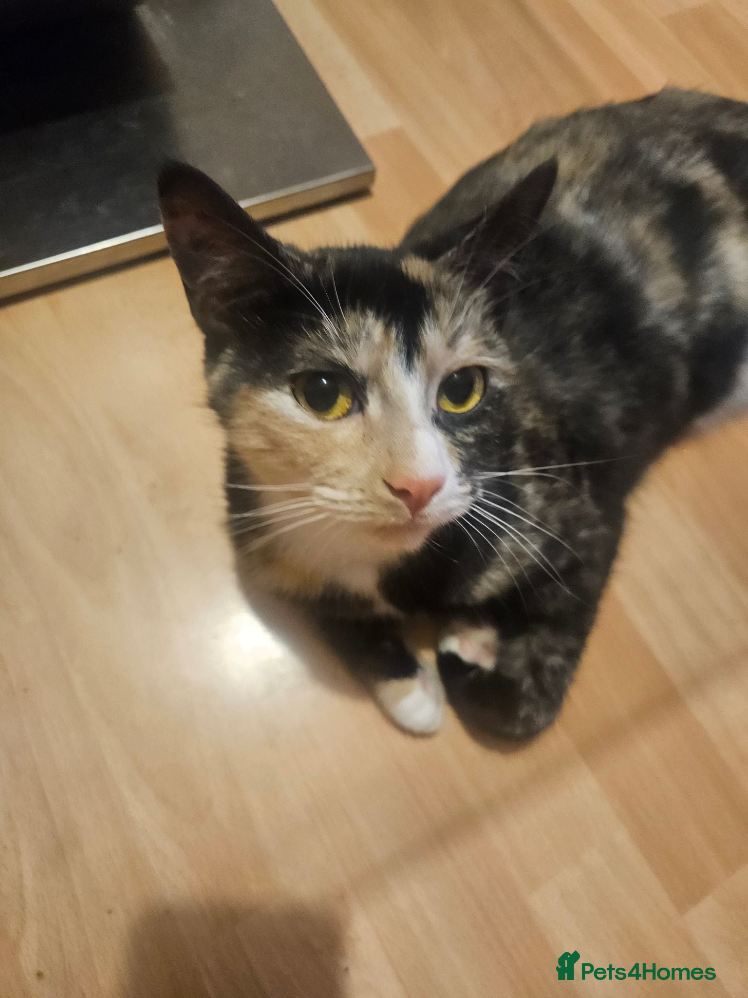 Mixed Breed cats 1 year old female cat - Advert 2