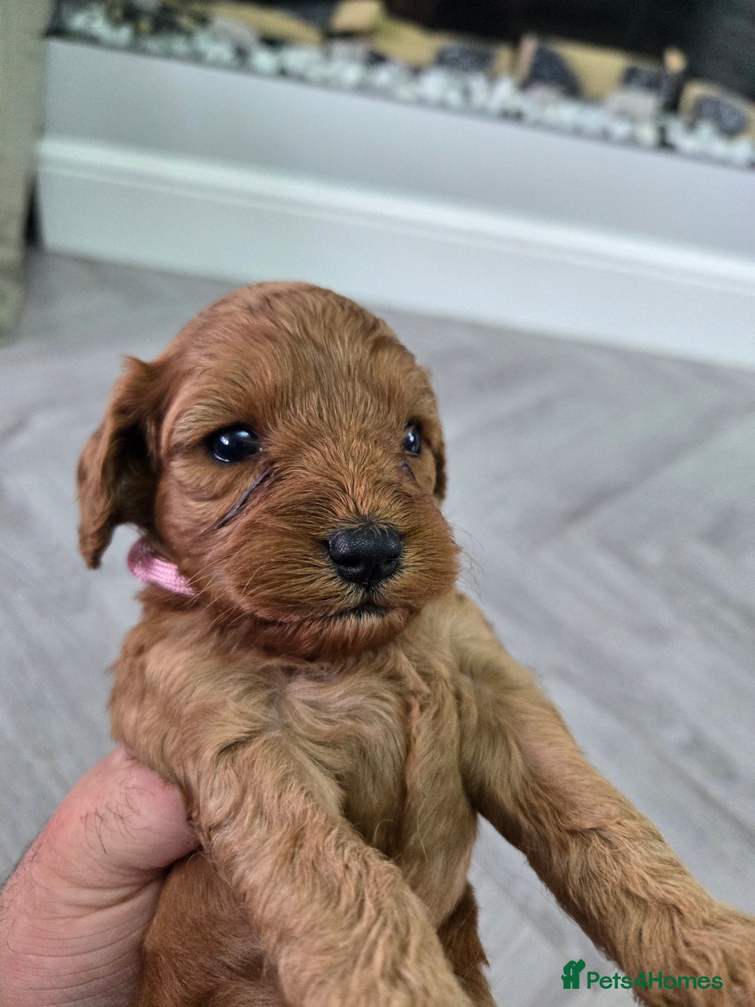 Cavapoo dogs for sale: cavapoo puppies - Image 9