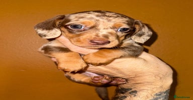 Miniature Dachshund dogs - Advert 6