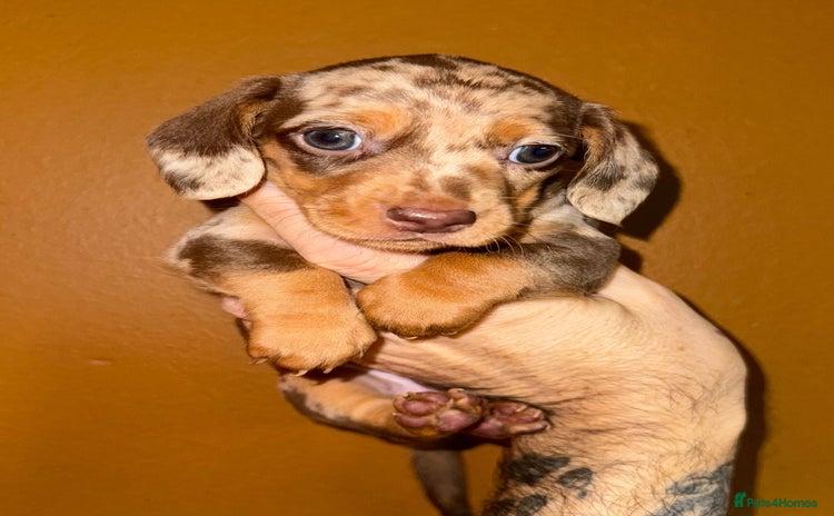 Miniature Dachshund dogs - Advert 3