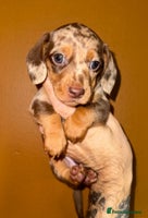 Miniature Dachshund dogs - Advert 6