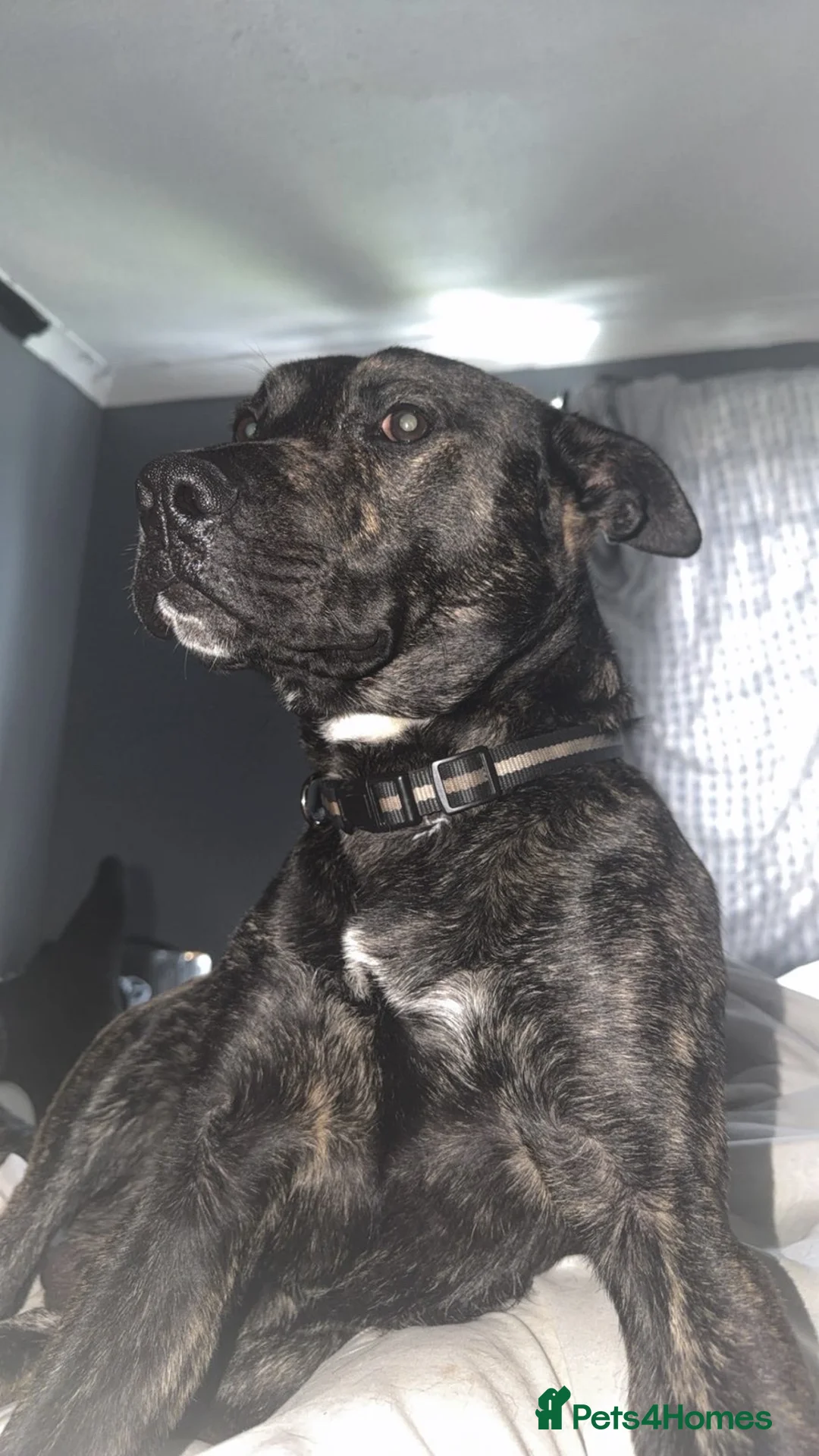 Mixed Breed dogs for sale: Belguim mally  in Sunderland - Advert 2