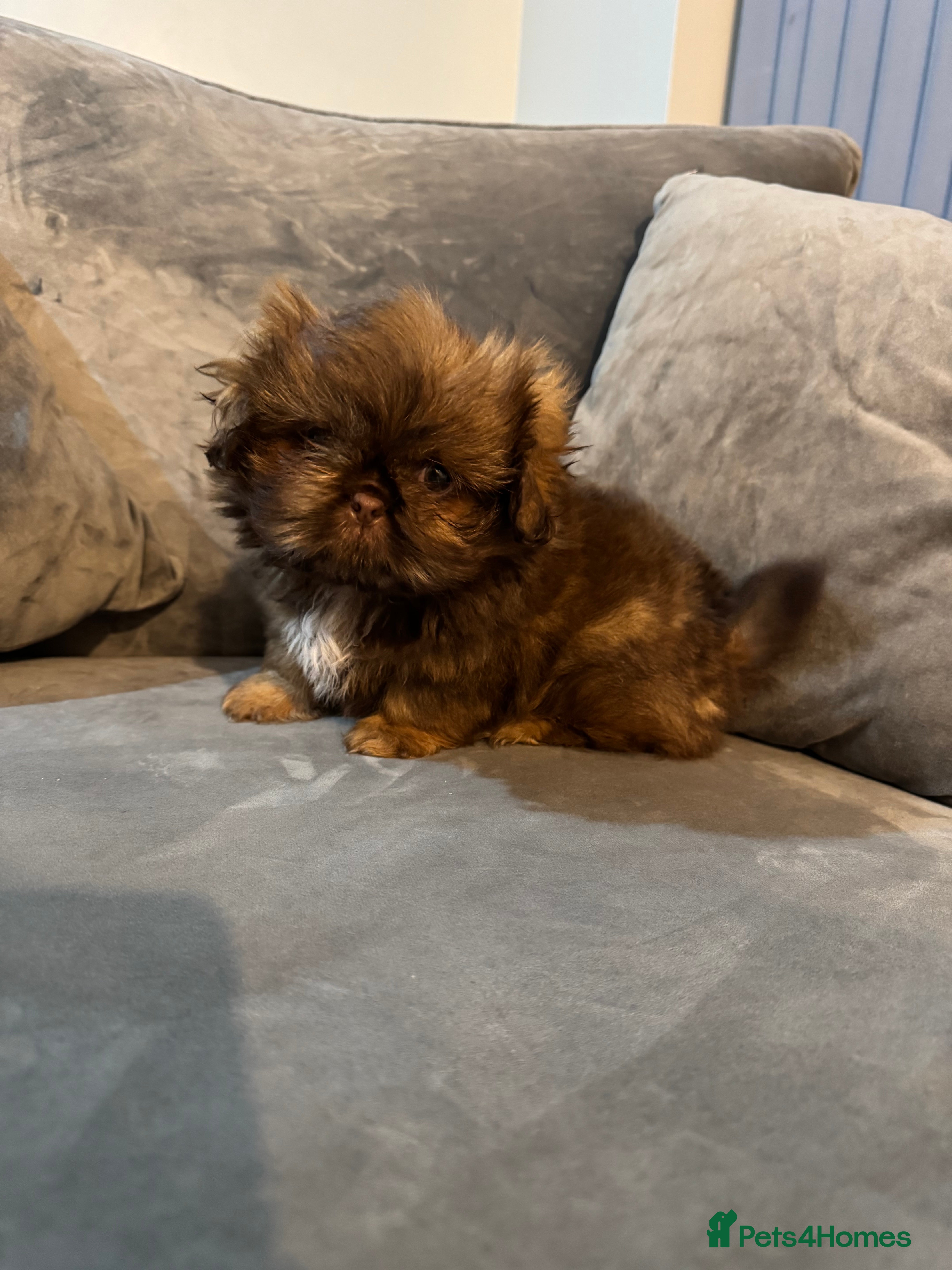 Shih Tzu dogs Chocolate imperial shihtzu puppies READY NOW - Advert 6