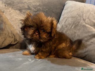 Shih Tzu dogs Chocolate imperial shihtzu puppies READY NOW - Advert 6