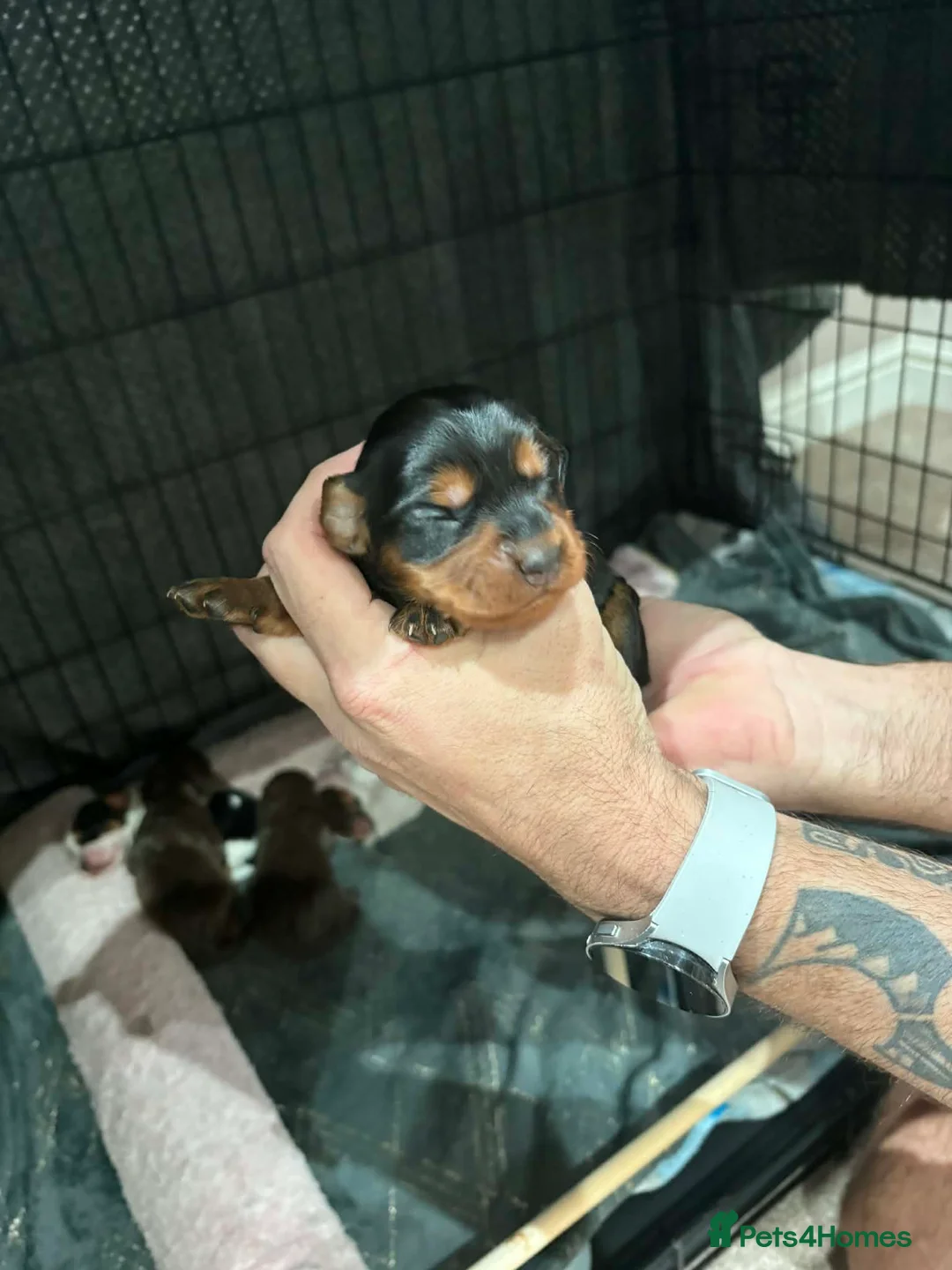 Cocker Spaniel dogs for sale: Stunning mixed colour cocker spaniels - Advert 7