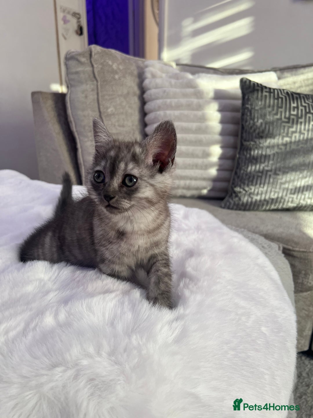 Persian cats for sale: Mother and baby kitten  - Image 2