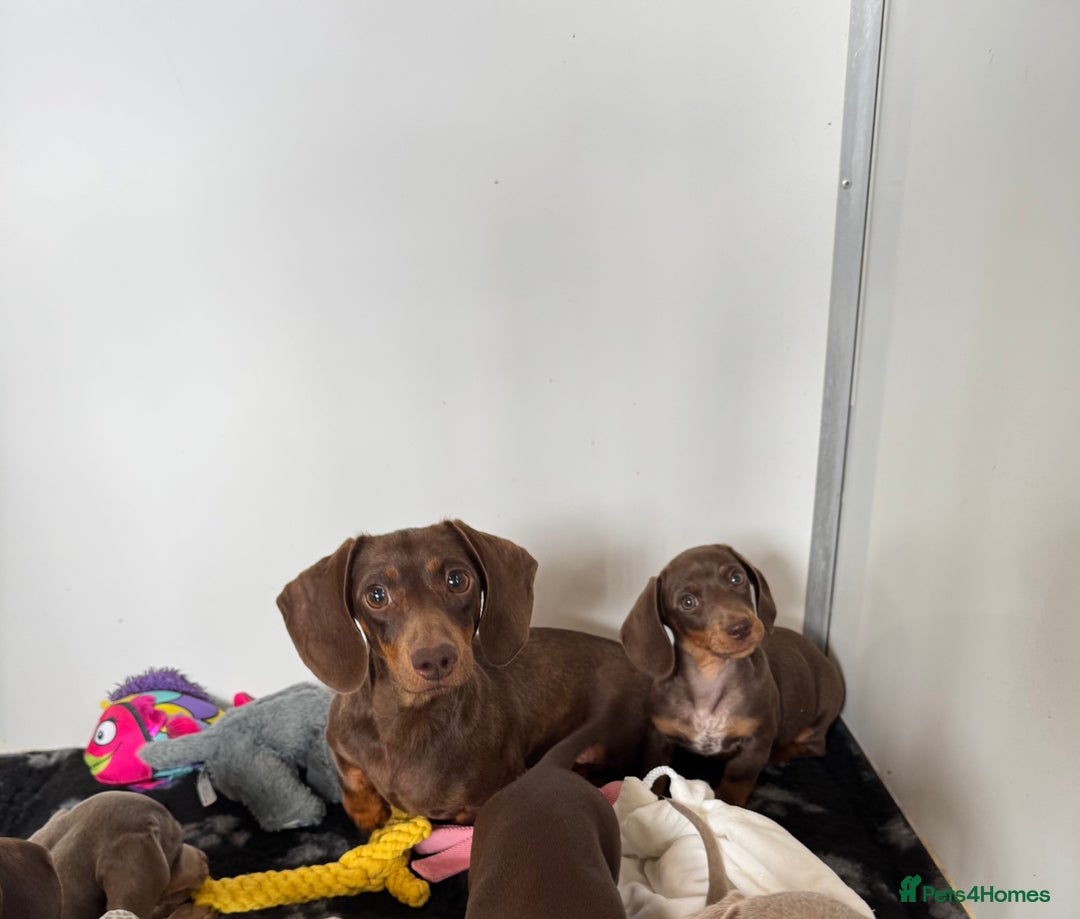 Miniature Dachshund dogs for sale: Miniature Dachsund puppies (licensed breeder) - Image 4