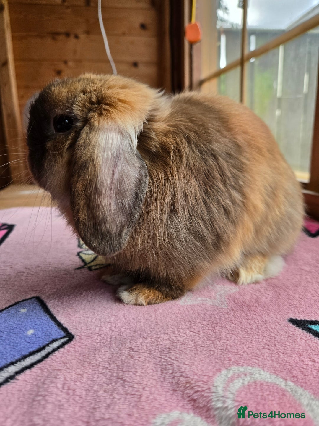 Mini Lop rabbits for sale: Chocolate harliquin boy XX Sold XX  - Image 2