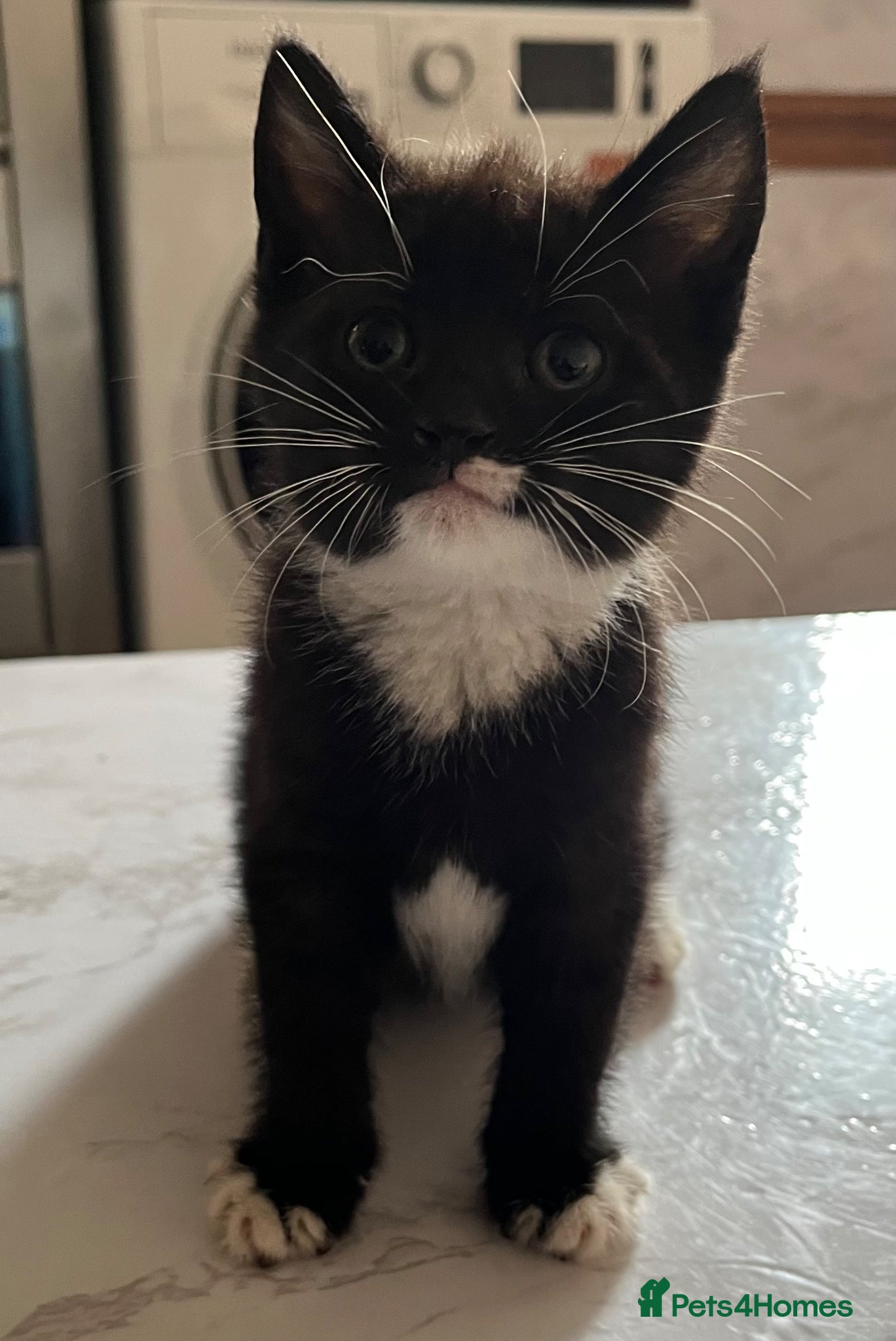 Kitten 1