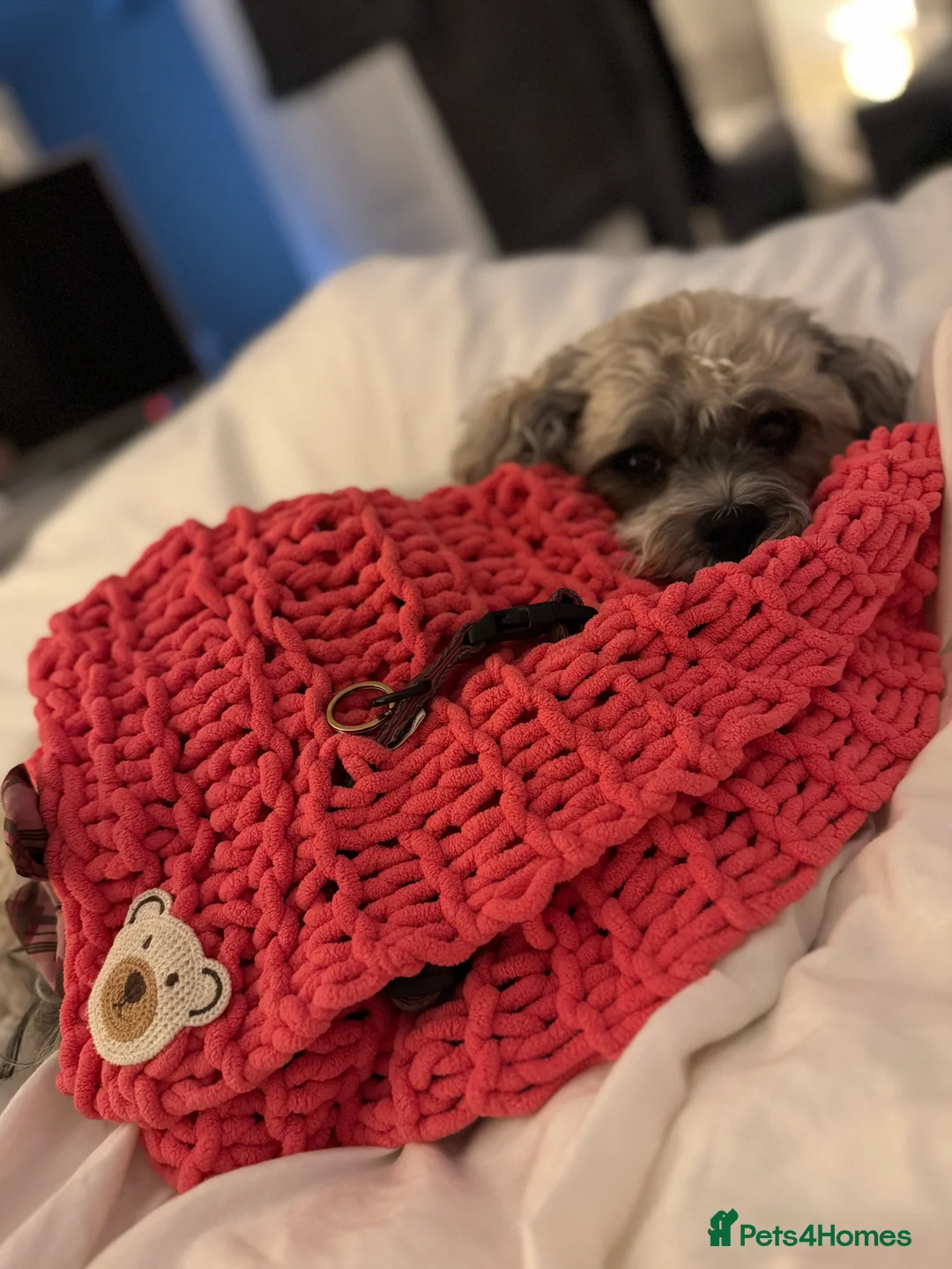 Zuchon dogs for sale: *Not selling* Seeking King Charles  in Skipton - Advert 4