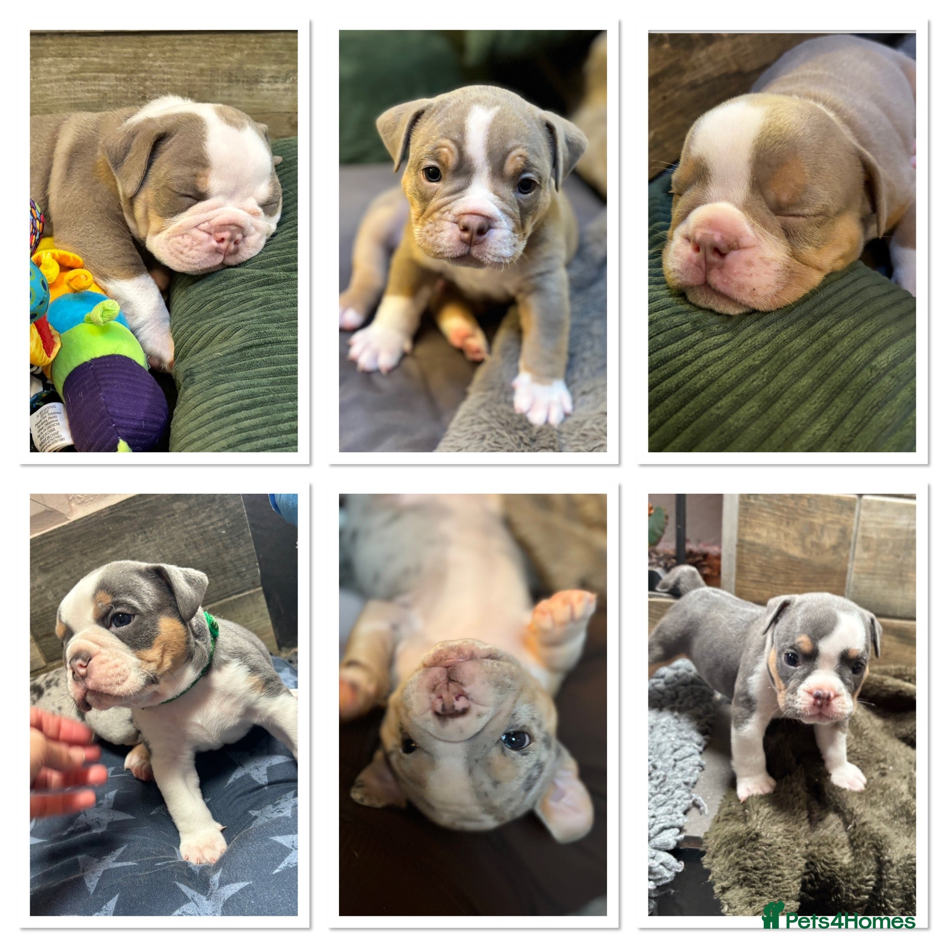 Olde English Bulldogge dogs 8 beautiful and chunky puppies amazing colours 🤩 - Advert 1